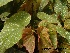  (Begonia semperflorens - Hosam00261)  @11 [ ] Copyright (2013) Dr. Hosam Elansary Alexandria University