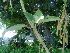  (Brugmansia arborea - Hosam00064)  @11 [ ] Copyright (2010) Dr. Hosam Elansary Alexandria University
