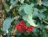  (Clerodendron splendens - Hosam00249)  @11 [ ] Copyright (2013) Dr. Hosam Elansary Alexandria University