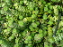  (Crassula rupestris - Hosam00417)  @11 [ ] Copyright (2013) Dr. Hosam Elansary Alexandria University