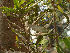  (Macadamia integrifolia - Hosam00140)  @11 [ ] Copyright (2011) Dr. Hosam Elansary Alexandria University