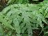  (Polypodium aureum - Hosam00264)  @11 [ ] Copyright (2013) Dr. Hosam Elansary Alexandria University