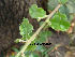  (Quercus ilex - Hosam00146)  @11 [ ] Copyright (2011) Dr. Hosam Elansary Alexandria University