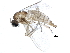  (Corynoptera minima - BIOUG07076-A08)  @14 [ ] CreativeCommons - Attribution (2014) CBG Photography Group Centre for Biodiversity Genomics