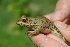  (Pelophylax shqipericus - HRWF7_29)  @11 [ ] CreativeCommons - Attribution Non-Commercial Share-Alike (2021) Unspecified Varazdin City Museum