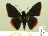  (Pyrrhopyge phylleia - HESP-EB 00 277)  @14 [ ] Copyright (2010) Unspecified Research Collection of Ernst Brockmann