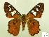  (Myscelus pegasus - HESP-EB 00 315)  @13 [ ] Copyright (2010) Unspecified Research Collection of Ernst Brockmann