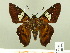 (Myscelus santhilarius - HESP-EB 00 321)  @15 [ ] Copyright (2010) Unspecified Research Collection of Ernst Brockmann
