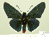  (Mysoria affinis - HESP-EB 00-426)  @14 [ ] Copyright (2010) Unspecified Research Collection of Ernst Brockmann