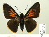  (Pyrrhopyge kelita - HESP-EB 00-434)  @15 [ ] Copyright (2010) Ersnt Brockmann Research Collection of Ernst Brockmann