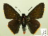  (Pyrrhopyge creona - HESP-EB 00-439)  @14 [ ] Copyright (2010) Ersnt Brockmann Research Collection of Ernst Brockmann