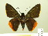  (Pyrrhopyge sadia - HESP-EB 00-447)  @15 [ ] Copyright (2010) Ersnt Brockmann Research Collection of Ernst Brockmann