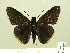  (Pyrrhopygopsis - HESP-EB 00 503)  @14 [ ] Copyright (2010) Unspecified Research Collection of Ernst Brockmann