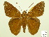  (Dyscophellus sp - HESP-EB 00 516)  @15 [ ] Copyright (2010) Unspecified Research Collection of Ernst Brockmann