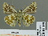  (Pyrgus accretus - HESP-EB 01 159)  @14 [ ] Copyright (2010) Unspecified Research Collection of Ernst Brockmann