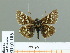  (Pyrgus maculatus - HESP-EB 01 186)  @14 [ ] Copyright (2010) Unspecified Research Collection of Ernst Brockmann