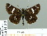  (Carterocephalus niveomaculatus - HESP-EB 01 193)  @15 [ ] Copyright (2010) Unspecified Research Collection of Ernst Brockmann