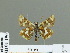  (Carterocephalus avanti - HESP-EB 01 196)  @12 [ ] Copyright (2010) Unspecified Research Collection of Ernst Brockmann