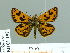  (Carterocephalus houangty - HESP-EB 01 197)  @14 [ ] Copyright (2010) Unspecified Research Collection of Ernst Brockmann