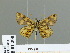  (Carterocephalus alcina - HESP-EB 01 200)  @13 [ ] Copyright (2010) Unspecified Research Collection of Ernst Brockmann