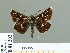  (Carterocephalus gemmatus - HESP-EB 01 202)  @14 [ ] Copyright (2010) Unspecified Research Collection of Ernst Brockmann