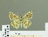  (Pyrgus persicus - HESP-EB 01 219)  @12 [ ] Copyright (2010) Unspecified Research Collection of Ernst Brockmann