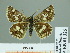  (Muschampia staudingeri - HESP-EB 01 325)  @14 [ ] Copyright (2010) Unspecified Research Collection of Ernst Brockmann