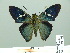  (Astraptes janeira - HESP-EB 01 408)  @14 [ ] Copyright (2010) Unspecified Research Collection of Ernst Brockmann