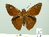  (Dyscophellus ramusis astrapaeus - HESP-EB 01 411)  @14 [ ] Copyright (2010) Unspecified Research Collection of Ernst Brockmann