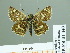  (Muschampia staudingeri - HESP-EB 01 440)  @14 [ ] Copyright (2010) Unspecified Research Collection of Ernst Brockmann