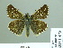  (Pyrgus bellieri - HESP-EB 01 478)  @14 [ ] Copyright (2010) Unspecified Research Collection of Ernst Brockmann