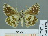  (Pyrgus schansiensis - HESP-EB 01 561)  @11 [ ] Copyright (2010) Unspecified Research Collection of Ernst Brockmann