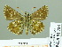  (Pyrgus speyeri - HESP-EB 01723)  @11 [ ] Copyright (2010) Ernst Brockmann Research Collection of Ernst Brockmann