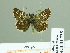  (Pyrgus bolkariensis - HESP-EB 01735)  @13 [ ] Copyright (2010) Ernst Brockmann Research Collection of Ernst Brockmann