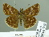  (Erynnis popoviana - HESP-EB 01762)  @13 [ ] Copyright (2010) Ernst Brockmann Research Collection of Ernst Brockmann