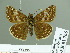  (Erynnis popoviana - HESP-EB 01766)  @13 [ ] Copyright (2010) Ernst Brockmann Research Collection of Ernst Brockmann