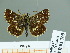  (Spialia orbifer carnea - HESP-EB 01768)  @13 [ ] Copyright (2010) Ernst Brockmann Research Collection of Ernst Brockmann