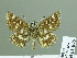  (Spialia nov. sp - HESP-EB 01845)  @14 [ ] Copyright (2010) Ernst Brockmann Research Collection of Ernst Brockmann