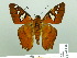  (Myscelus perissodora - HESP-EB 01888)  @14 [ ] Copyright (2010) Ernst Brockmann Research Collection of Ernst Brockmann