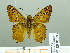  (Myscelus epigona - HESP-EB 01893)  @14 [ ] Copyright (2010) Ernst Brockmann Research Collection of Ernst Brockmann