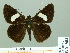  (Notocrypta pria - HESP-EB 01984)  @14 [ ] Copyright (2010) Ernst Brockmann Research Collection of Ernst Brockmann