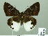  (Tagiades calligana - HESP-EB 02019)  @14 [ ] Copyright (2010) Ernst Brockmann Research Collection of Ernst Brockmann