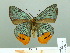  (Choaspes plateni - HESP-EB 02301)  @11 [ ] Copyright (2010) Ernst Brockmann Research Collection of Ernst Brockmann