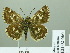  (Muschampia musta - HESP-EB 02 666)  @14 [ ] Copyright (2012) Ersnt Brockmann Research Collection of Ernst Brockmann