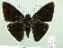  (Aethilla eleusinia - HESP-EB 02 767)  @13 [ ] Copyright (2012) Ersnt Brockmann Research Collection of Ernst Brockmann