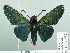  (Mysoria barcastus - HESP-EB 02 887)  @15 [ ] Copyright (2012) Ersnt Brockmann Research Collection of Ernst Brockmann