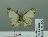  (Heliopetes sp - HESP-EB 02 927)  @13 [ ] Copyright (2012) Ersnt Brockmann Research Collection of Ernst Brockmann