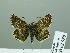  (Pyrgus centralasiae - HESP-EB 02 950)  @14 [ ] Copyright (2012) Ersnt Brockmann Research Collection of Ernst Brockmann