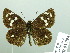  (Udaspes stellata - HESP-EB 03 094)  @13 [ ] Copyright (2012) Ersnt Brockmann Research Collection of Ernst Brockmann
