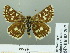  (Spialia struvei - HESP-EB 03 207)  @13 [ ] Copyright (2012) Ersnt Brockmann Research Collection of Ernst Brockmann